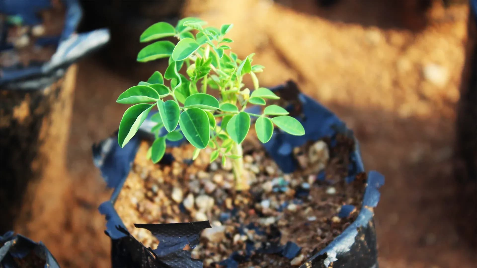 Ancient Tree Species Shows Promise for Water Purification Solutions