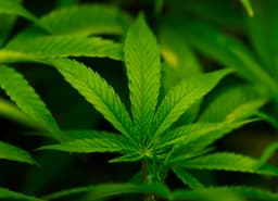 Federal Reclassification of Cannabis Could Open Research Doors for Georgia