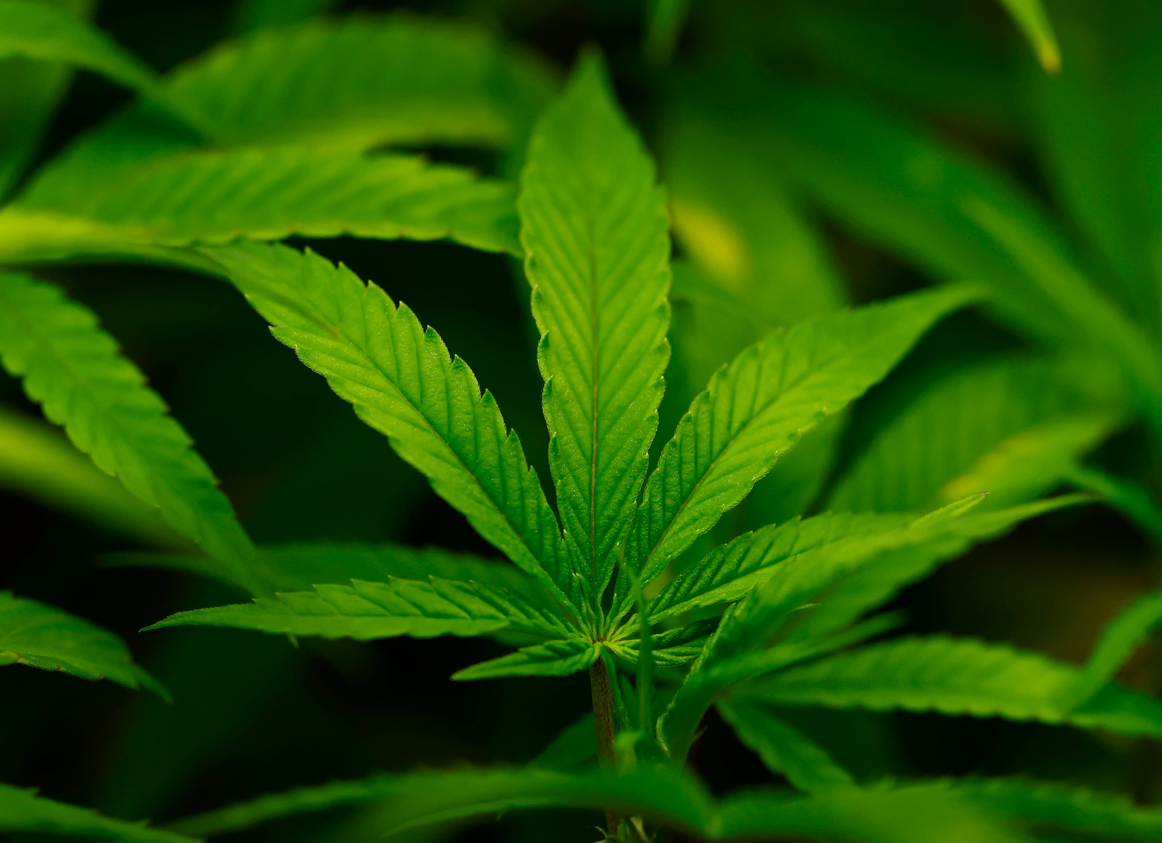 Federal Reclassification of Cannabis Could Open Research Doors for Georgia