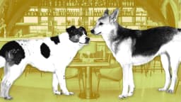 Pet Economy Boom: Why Atlanta Entrepreneurs Should Eye Membership Models