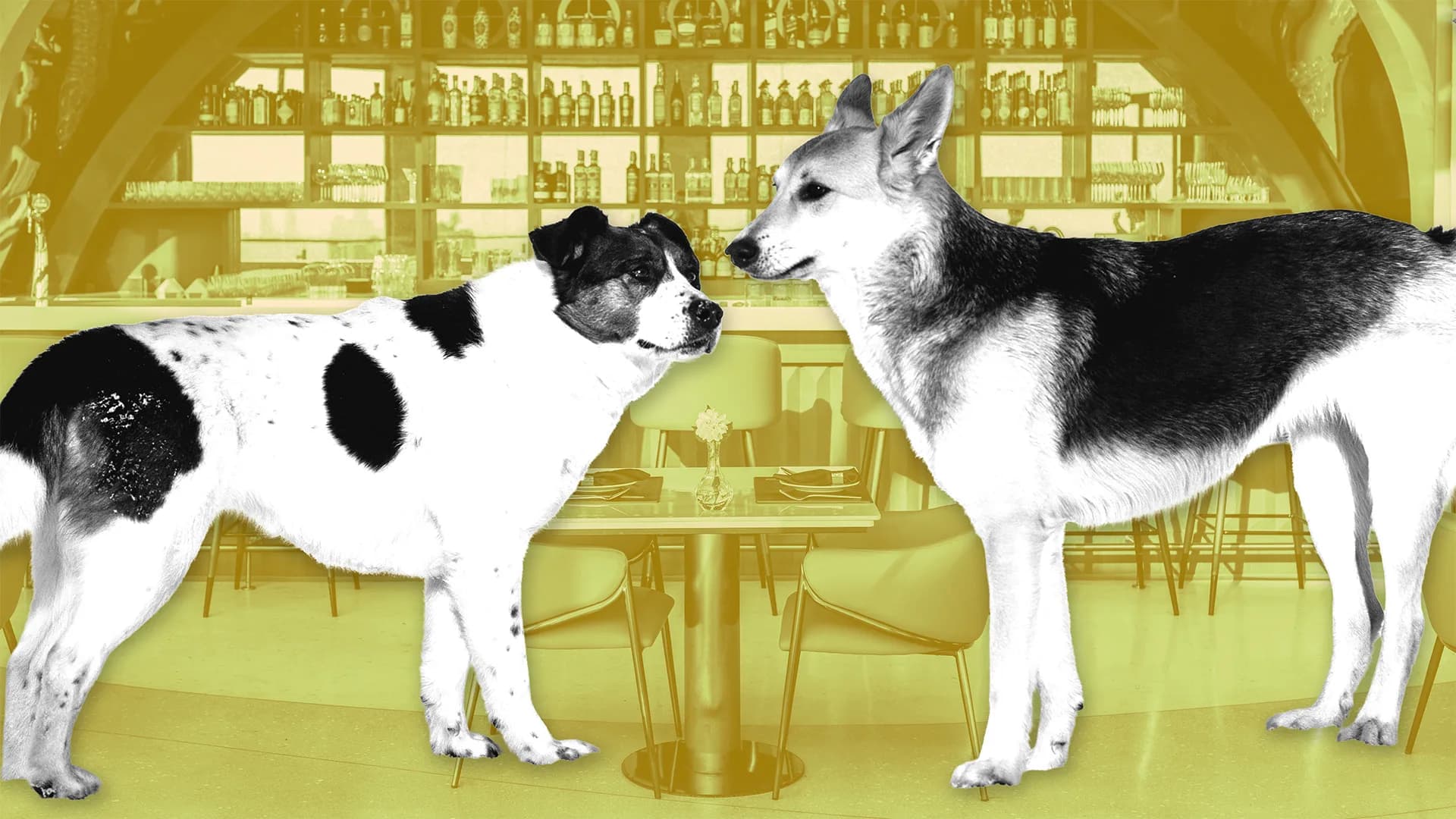 Pet Economy Boom: Why Atlanta Entrepreneurs Should Eye Membership Models