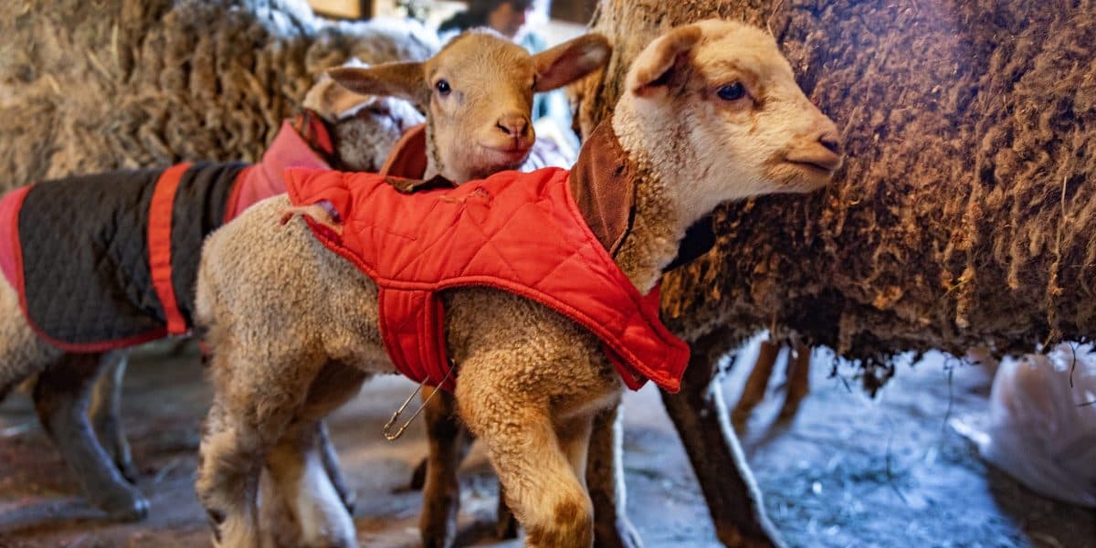 Against the Odds: Vermont Farm's Sheep Delivers Rare Sextuplets